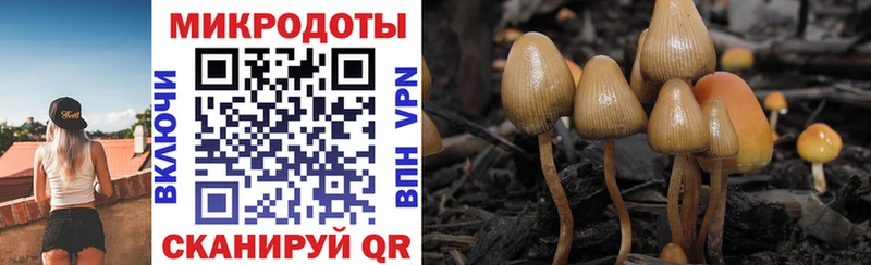 Галлюциногенные грибы Psilocybine cubensis  Новоульяновск 